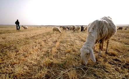 Shepherding - Image purchased from iStockPhoto